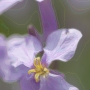 flower01.jpg