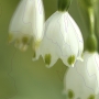 flower02.jpg