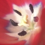 flower03.jpg