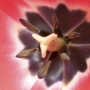 flower04.jpg