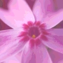 flower07.jpg