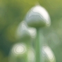 flower08.jpg