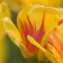 flower10.jpg