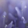 flower13.jpg