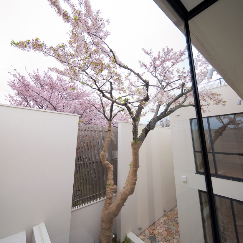 sakura-12A.jpg